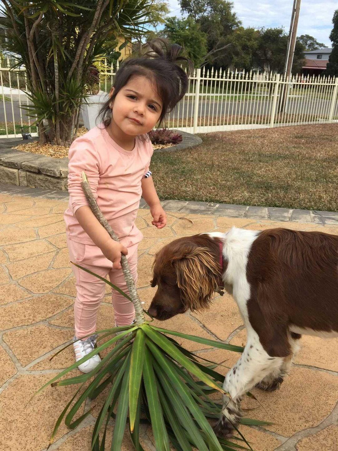 A young girl in a pink outfit stands on a stone patio next to a brown and white dog, holding a green yucca plant in an outdoor backyard setting.